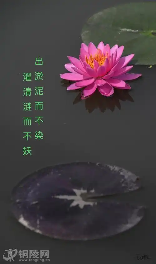 郜村的荷花开了.出淤泥而不染,濯清涟而不妖