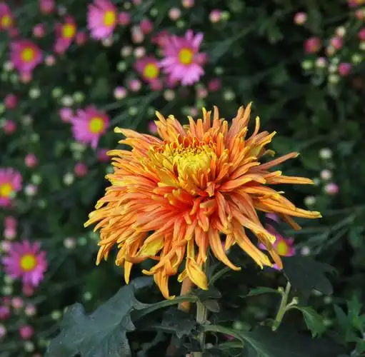 深圳市菊花展(5)