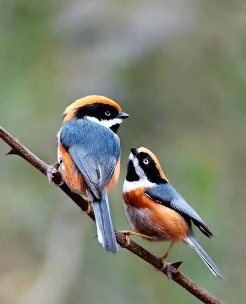 美丽可爱之小鸟