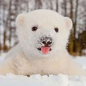 北极熊实在是太可爱了