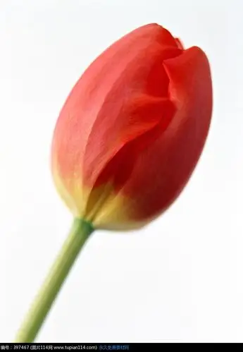 一朵红色郁金香花蕾高清图片_花纹图片_图片114