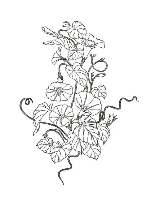 每日一画丨022牵牛花