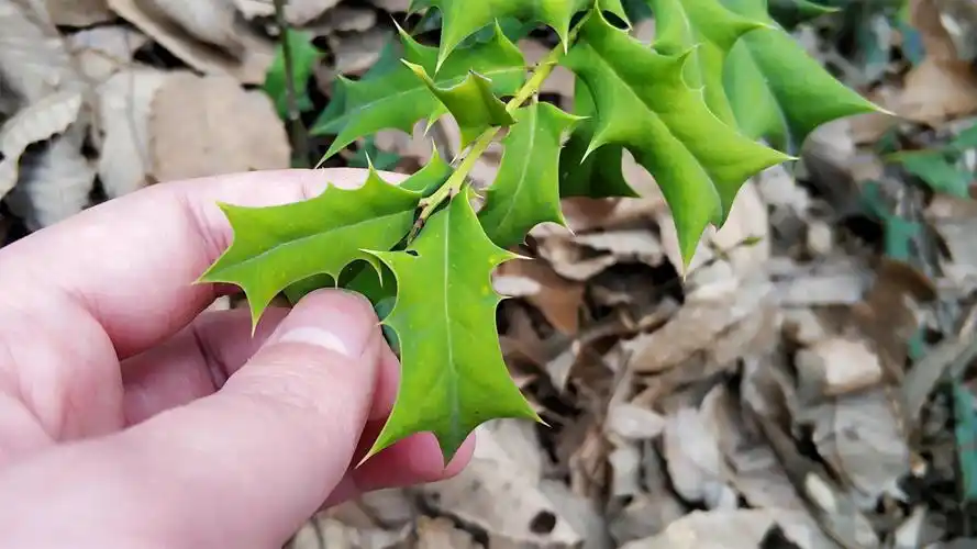 农村一种满身是刺的树见到可别害怕了解价值后也许你会喜欢