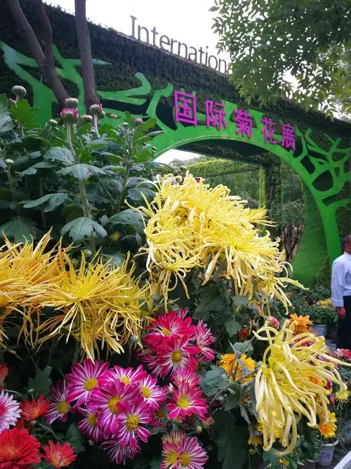 开封菊展之清明上河园