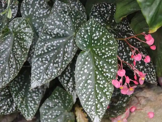 星点秋海棠图片