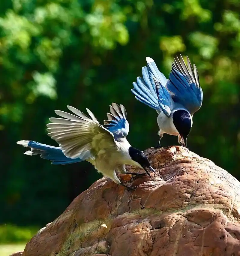 成双成对的恩爱"鸟设"已坍塌,喜鹊比它强多了