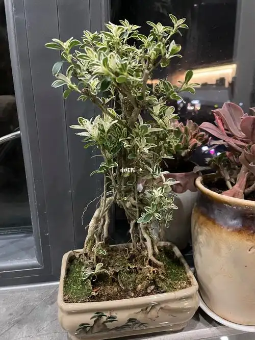 没有我不喜欢的盆栽-提根六月雪