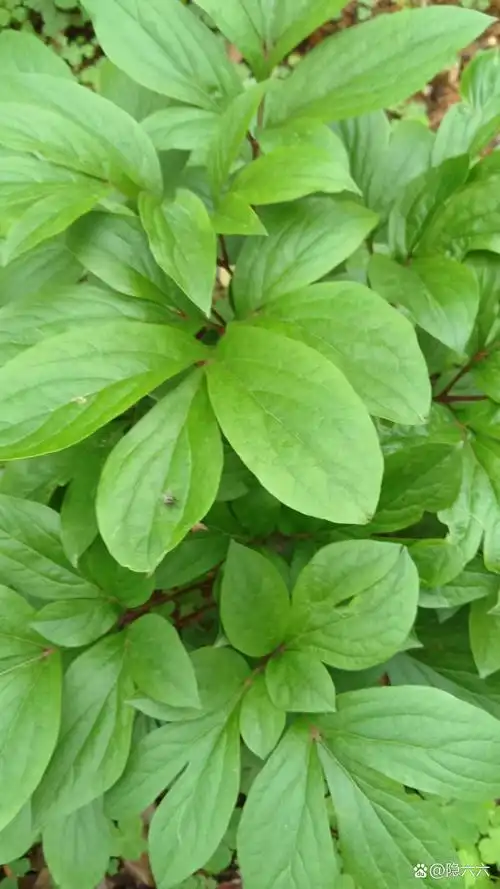 芍药 95这片锯齿状的叶子,仿佛是自然艺术的杰作,叶脉如同生命的