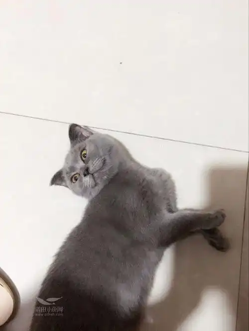 求领养一只家养英短蓝猫母,会拉猫砂很乖很粘人的猫咪