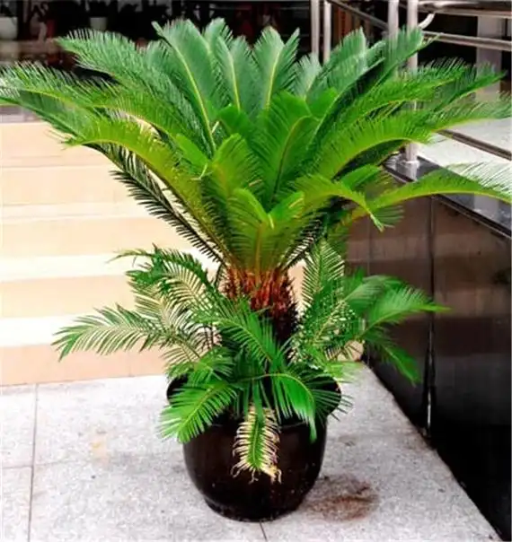 铁树是一种常见的盆栽植物,其养殖需要一定的专业技巧.