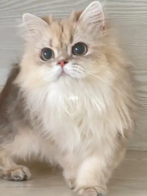 英长ay11蓝金妹妹8月龄