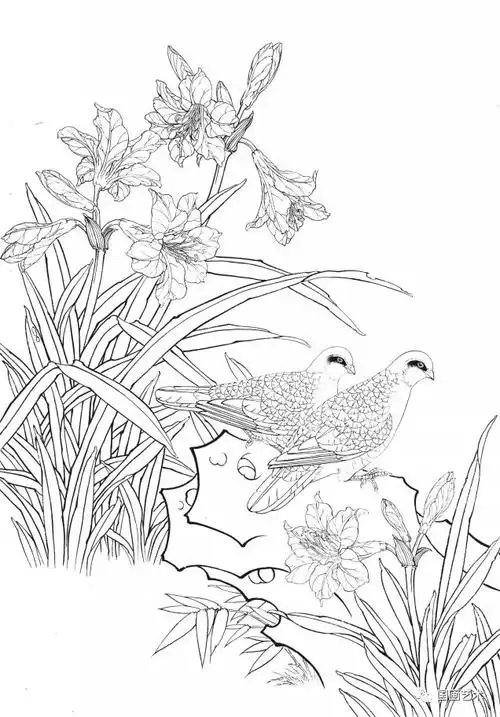 资料分享一组漂亮的工笔白描花鸟