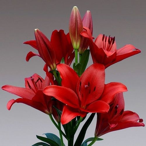 香水百合种球 多季开花百合花苗带芽发货 四季盆栽 观赏花卉 h2 红色