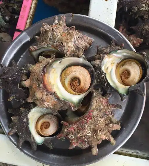 疣荔枝螺,浙江沿海地区叫"辣螺".厦门等地区叫"苦螺"