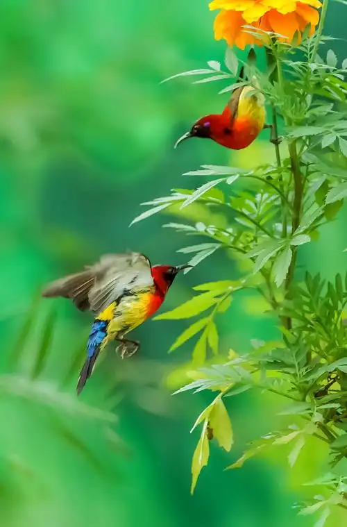 鸟语花香摄影首发
