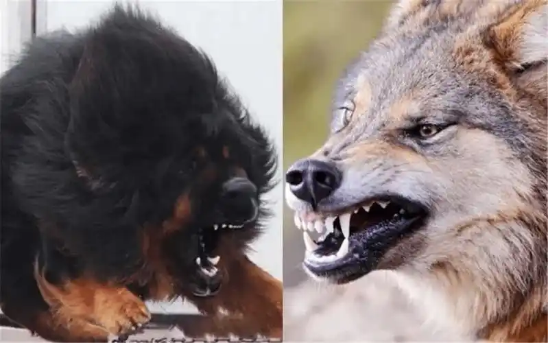 06黑狼咬穿了藏獒的脖子,没有再与别的藏獒搏斗,心满意足地离开了