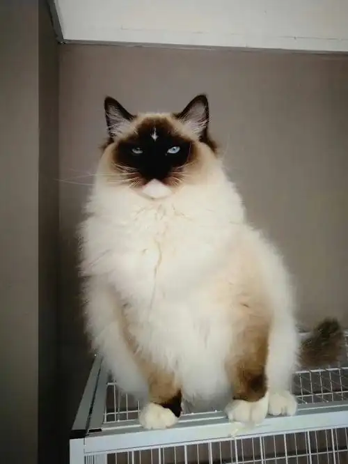 分享自己的大魔王流星手套布偶