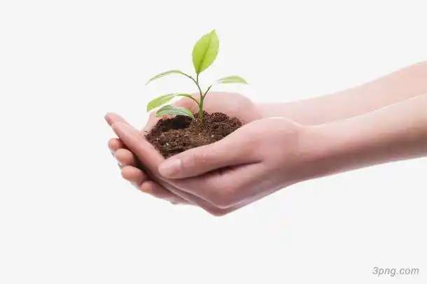 手心中的小树苗png素材透明免抠图片-节日元素