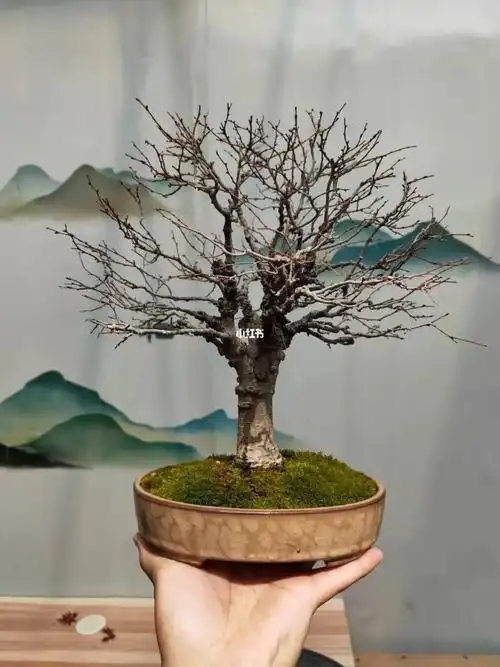 榉树盆景精品桌面盆景