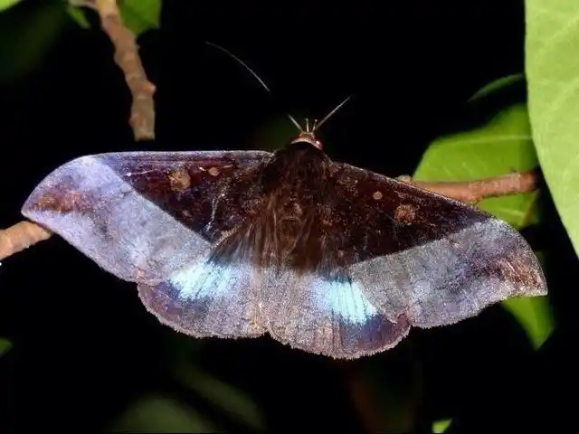 夏日昆虫蓝条裳蛾