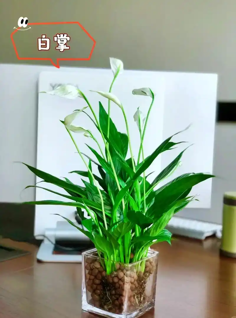 白掌—  别名:一帆风顺 白掌室内小型植物一帆风顺盆栽桌面好 - 抖音