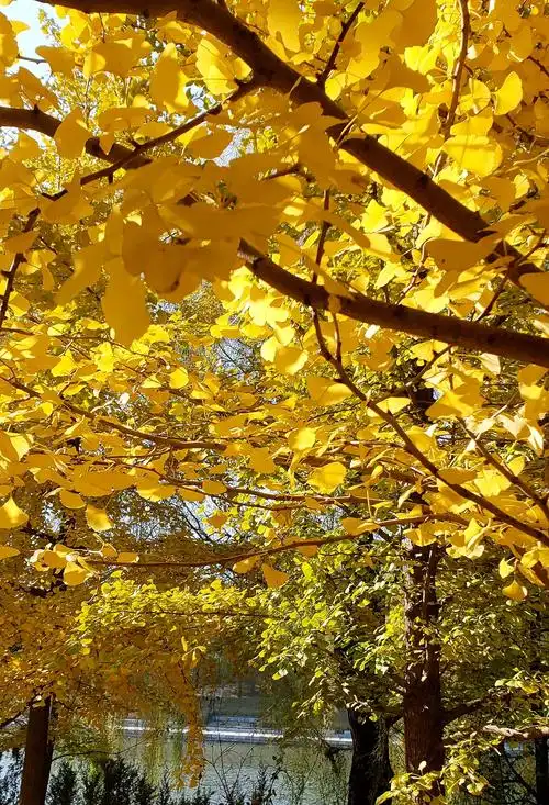 深秋,银杏树儿 展风姿!