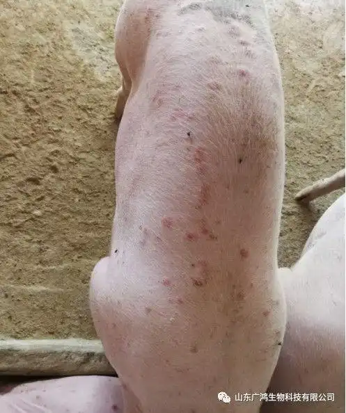 夏季湿热,潮湿造成猪的几种皮肤病的类症鉴别和治疗