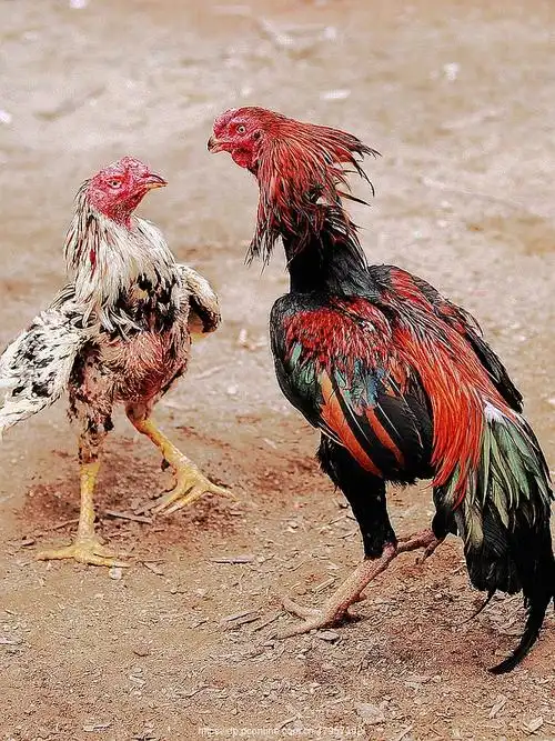 斗鸡查看大图相机:佳能 eos 5d mark ii(配24-105mm镜头)【斗鸡】 第