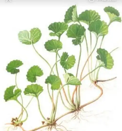 金钱草的功效,金钱草到底长什么样?图7