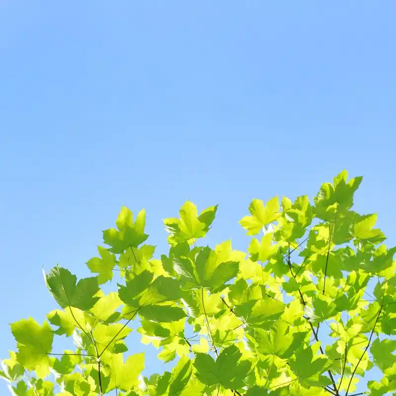 新鲜春天树叶和蓝蓝的天空