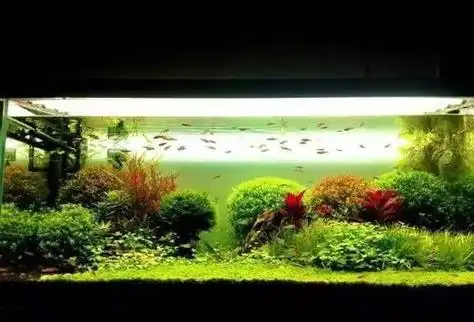 草缸造景图荷兰景 - 搜狗图片搜索