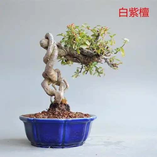 微型盆景小老桩 日本_禅意白紫檀微型盆景盆栽实物老桩日本进口小叶