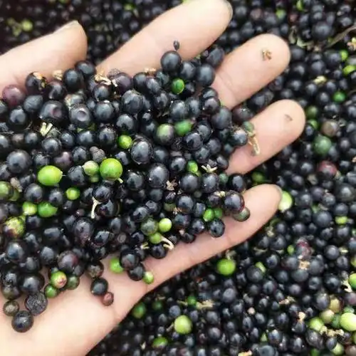 麦冬种子 5.00 元/斤