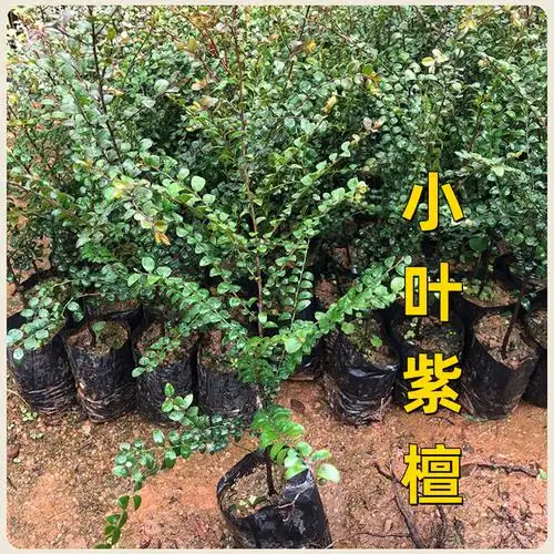小叶紫檀树苗名贵苗木 正宗细叶紫檀树苗盆栽四季常青观赏植物
