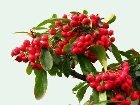 这里有观果植物的图片和名称介绍大全,看看室内常见的观果植物有哪些