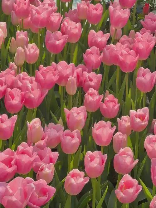 郁金香是合照杀手吧