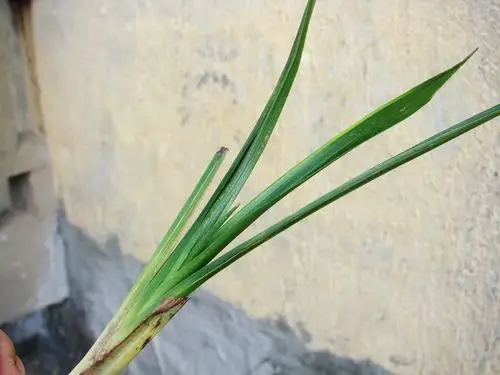 下山蕙兰直立叶形水晶边[带皮]