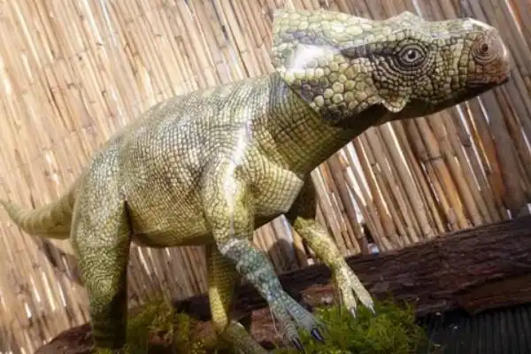 微角龙:蒙古小型恐龙仅长60厘米/最原始的角龙 - 吐客网