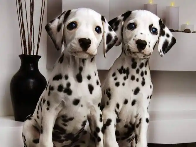 小鹿犬价格多少钱一只价格便宜又特别好养的5种狗