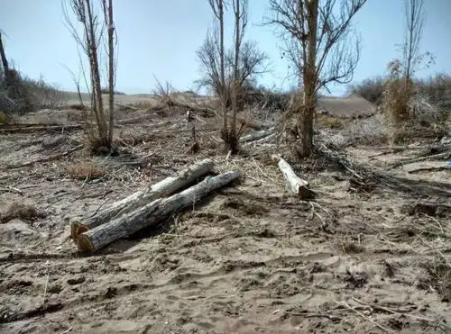 震惊丨甘肃万亩沙漠防护林被毁,敦煌防沙最后屏障几近失守_阳关