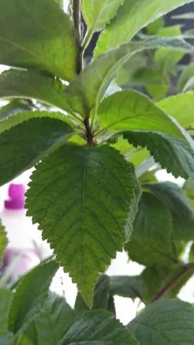 叶子原本是青绿色的,可是今天早上起来,我看到的叶子确是深绿色的了.