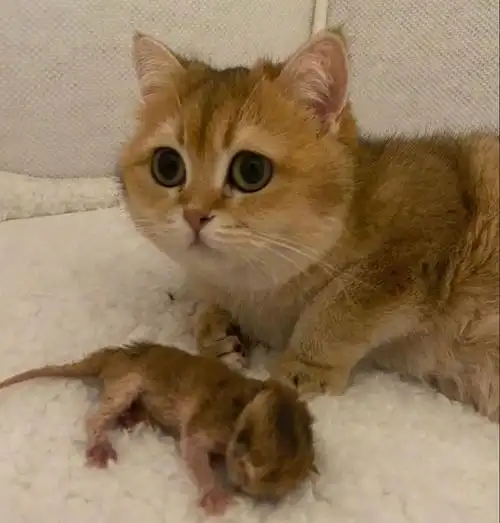 第一次生仔的金渐层无辜的眼神里透露它也还是个孩子