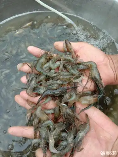 草虾 天然河虾,味道鲜美,皮薄肉嫩.