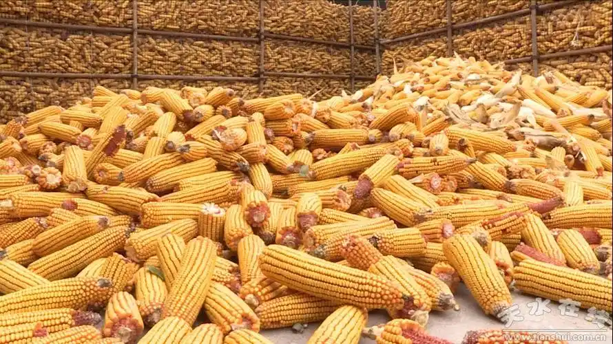 在希望的田野上秋粮丰收金满粮仓图