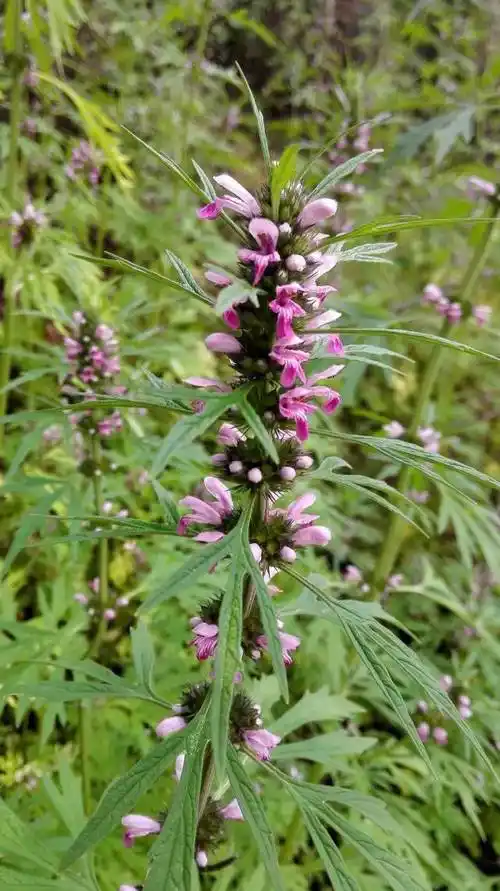 花现每一天【细叶益母草】