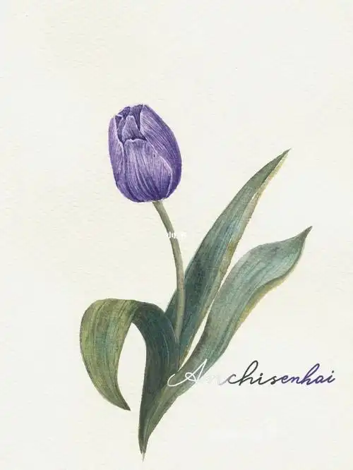 手绘水彩紫色郁金香水彩花卉