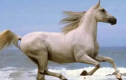 还记得86版西游记里的白龙马吗?剧组解散后,它的结局如何?