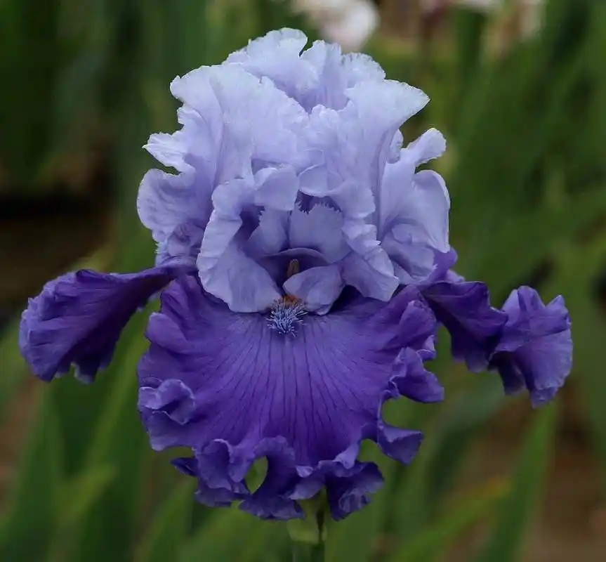 德国鸢尾:花语为"优美" 公园里的德国鸢尾花正在优雅绽放,花瓣层层叠