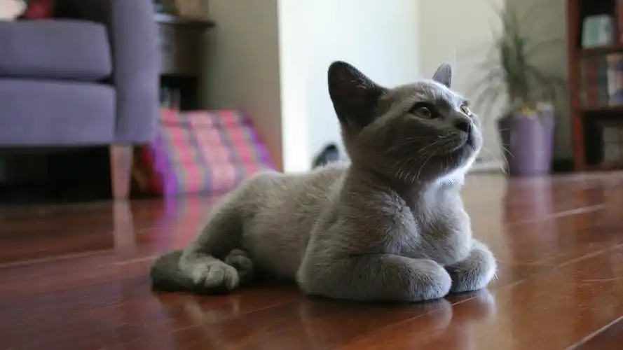 帮朋友猫舍收一个成年公蓝猫,带价直接pm我,谢谢