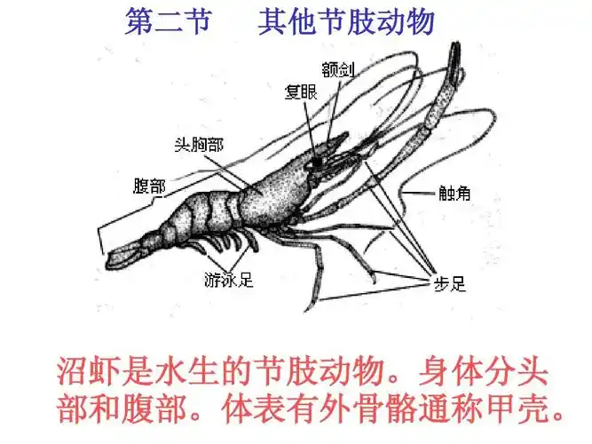 其他节肢动物ppt课件